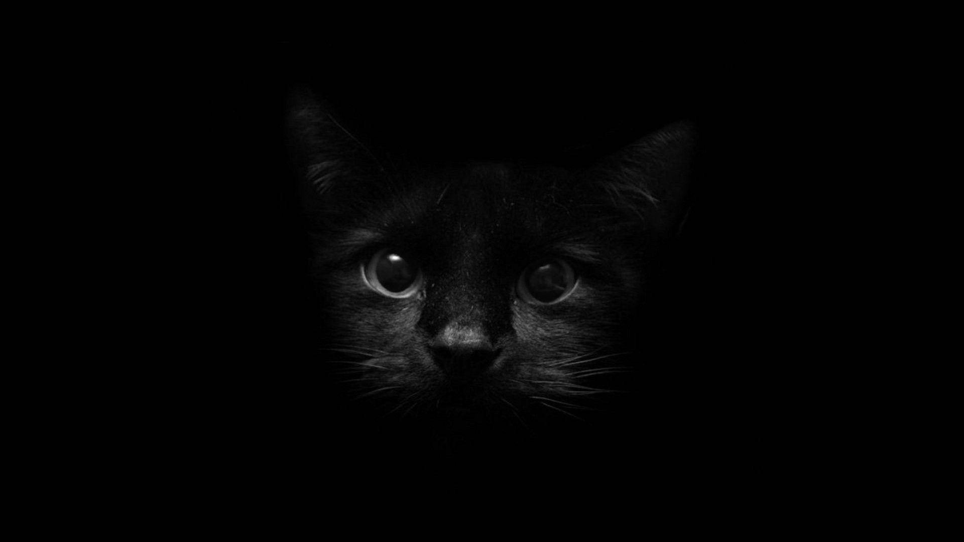 黑猫脸映于暗色屏幕 壁紙