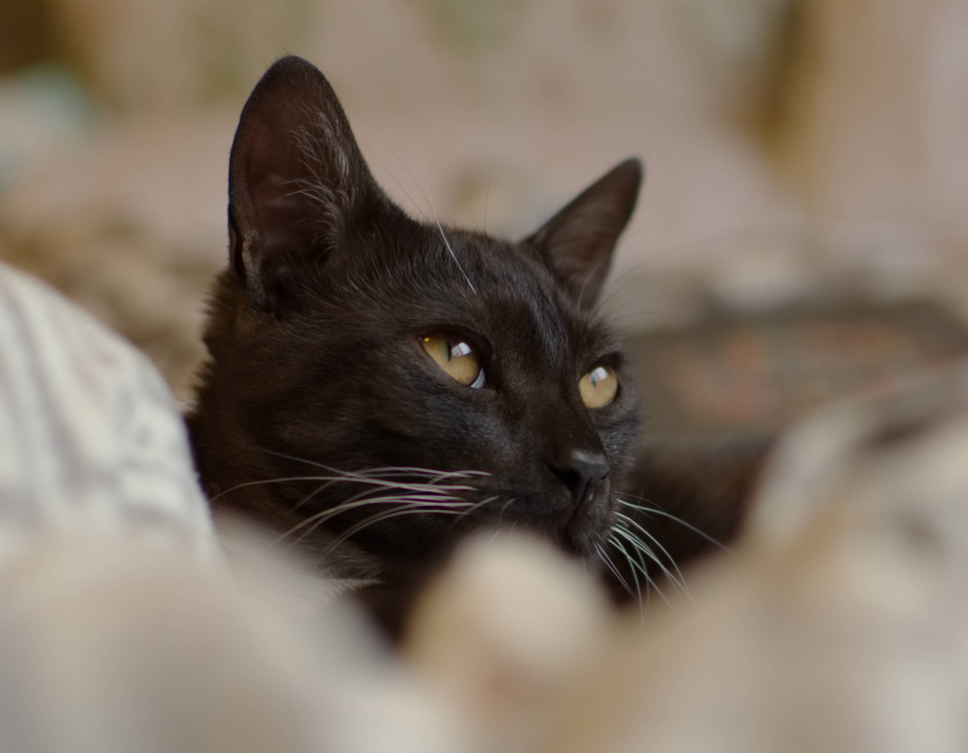 黑猫远眺 壁紙