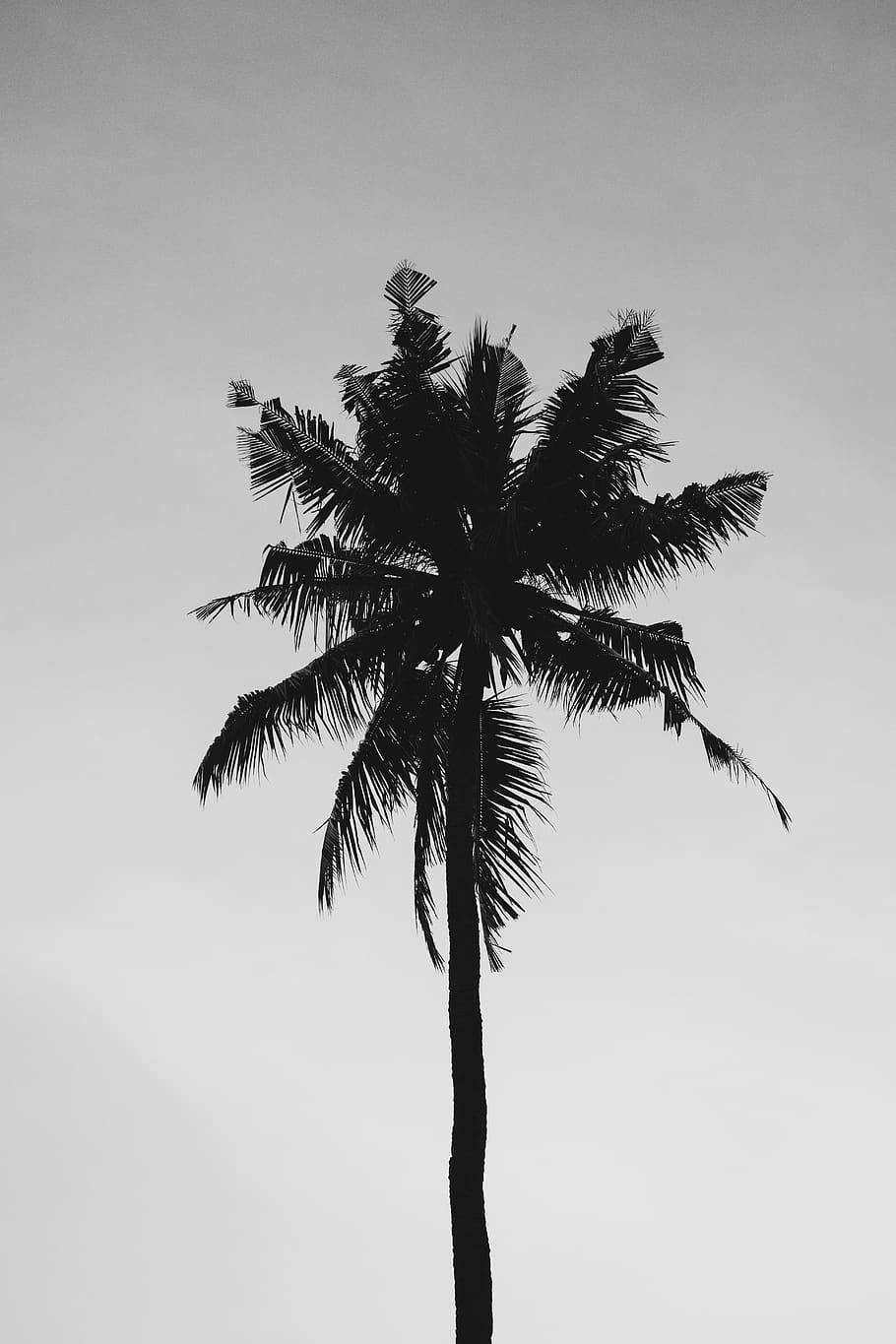 黑白孤獨椰子樹 壁紙