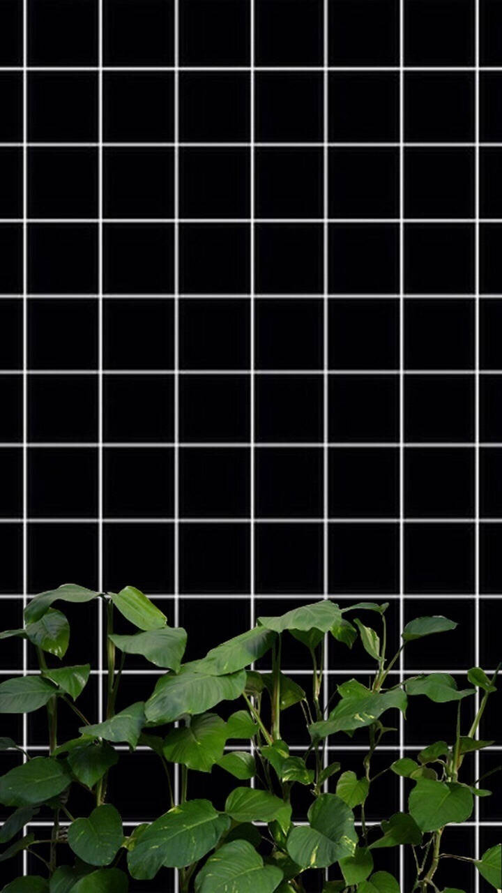 黑白植物网格美学 壁紙