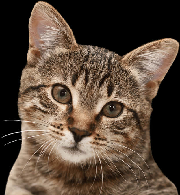 黑背景虎斑猫肖像 壁紙