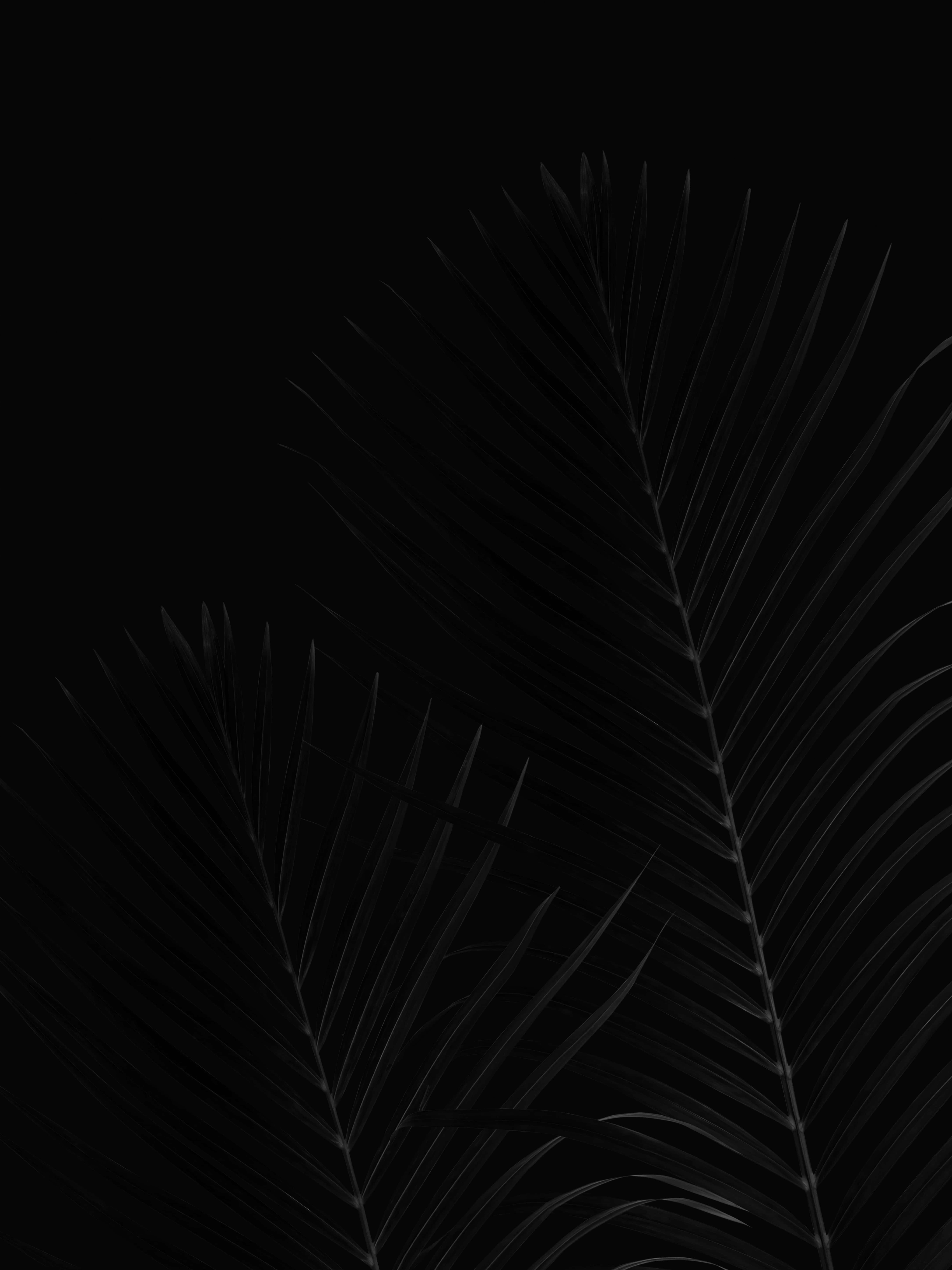 黑色椰子葉 Pixel 3xl OLED 背景 壁紙