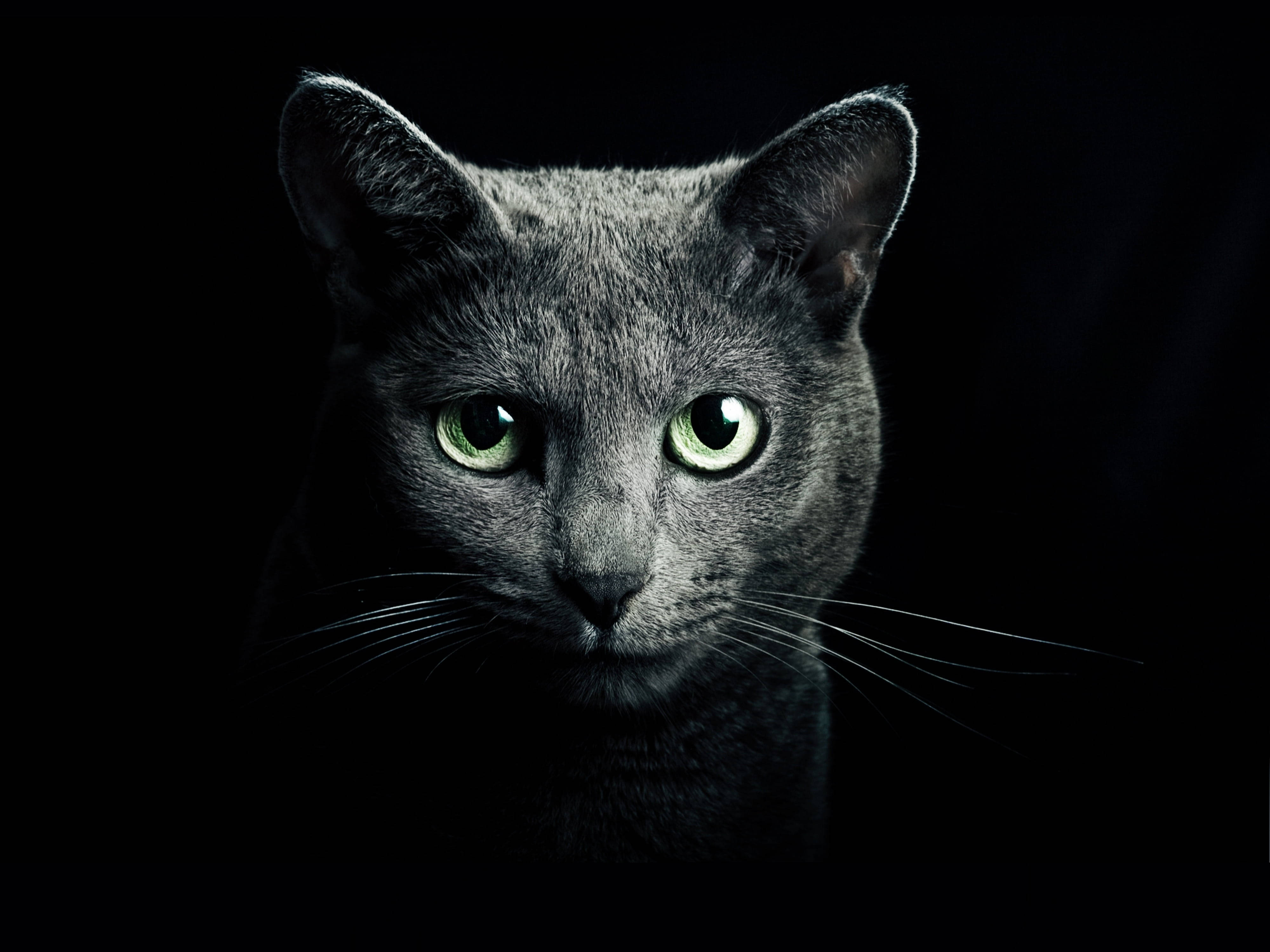 黑色背景下的俄罗斯蓝猫 壁紙