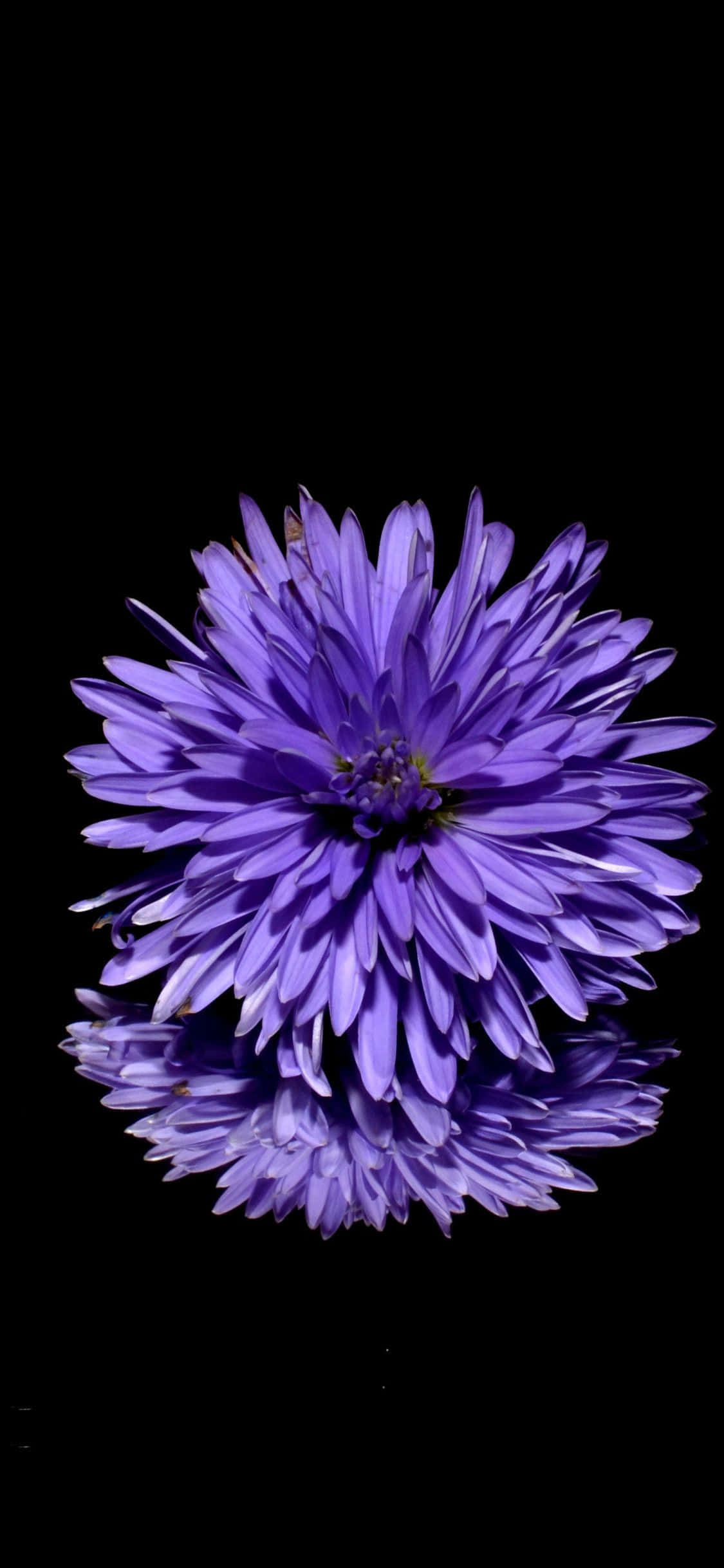 黑面上映照的紫色花朵 壁紙