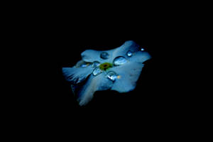 AMOLED 桌布：黑色背景中的藍色花朵與水滴