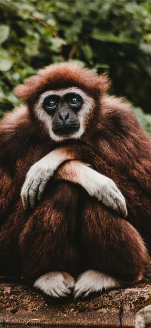 Android Gibbon 背景 — POCO M 壁紙