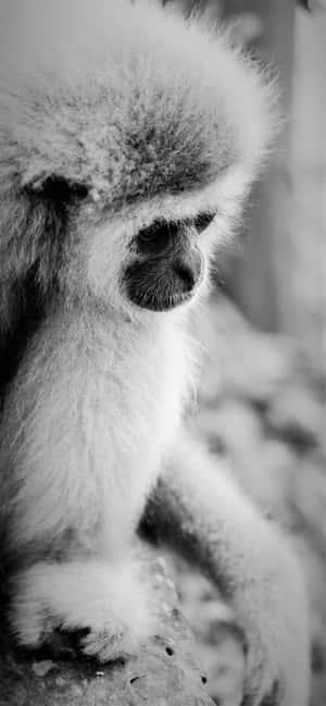 iPhone Xs Max Gibbon 背景 — iPhone 15 Plus 壁紙