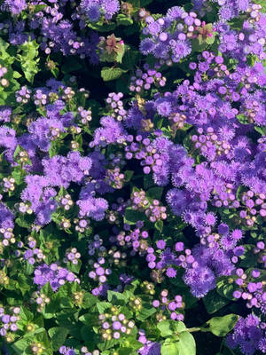 Bluemink花朵花卉iPhone