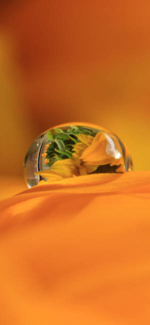 Dewdrop On Orange Petal 壁纸 — iPhone 15 壁紙