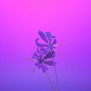 iPhone 11 紫色 — 花朵 iPhone 壁紙