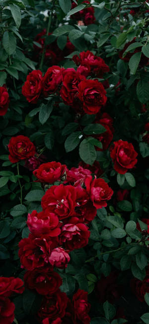 Note 10 Plus Rose Bush wallpaper — iPhone 15 壁紙