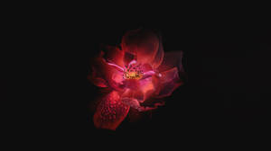 OLED粉紅花朵桌布