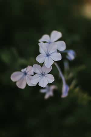 Plumbago Blue Flowers Phone — 华为MatePad 11.5 (2026) 壁紙