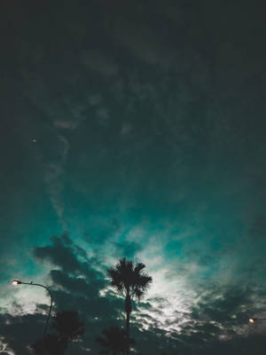 Redmi 4K 树木