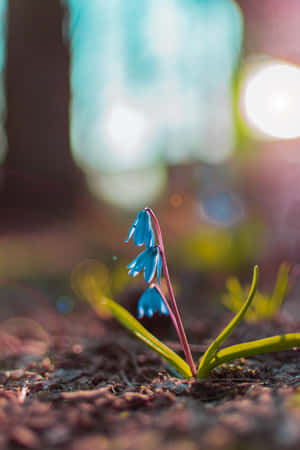 Squill Blue Flowers Phone — 华为MatePad 11.5 (2026) 壁紙