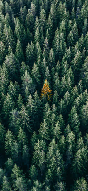 Trees Iphone — Redmi Note 壁紙