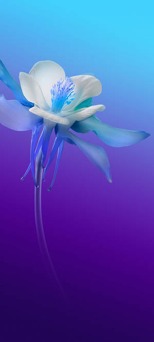 Vivo V20 白藍花朵 — Infinix Zero 40 壁紙