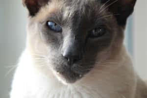 暴躁猫图片 — MacBook Pro M4 壁紙