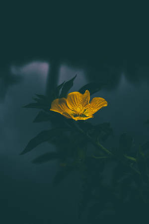 黄色花朵暗淡 — 昏暗 壁紙