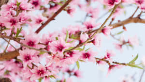 1366x768 花卉背景 — 櫻花 壁紙