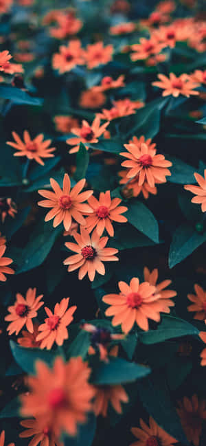iPhone 花卉 — iPhone 14 Pro Max 壁紙