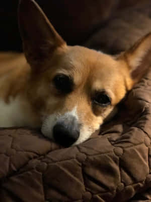柯基犬趣味圖片 — iPad Air 壁紙
