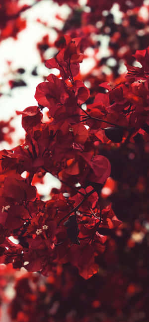 美學紅色背景 — Nothing Phone (4b) 壁紙