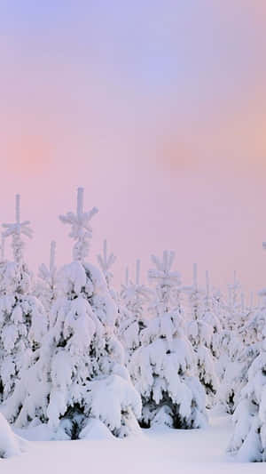 雪景美學圖片 — 雪景美學 壁紙