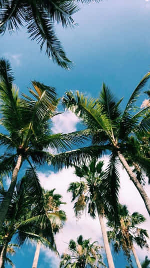 加州夏日
