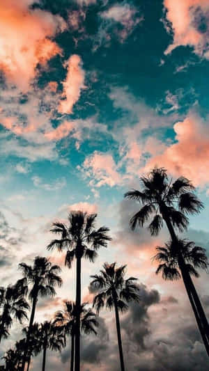 夏日圖片