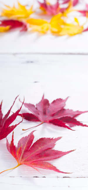 最佳秋季背景 — Realme C75 壁紙