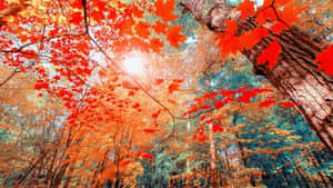秋日美學背景 — 秋日美学 壁紙