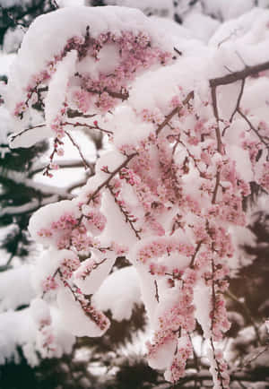 雪景美學圖片 — 雪景美學 壁紙