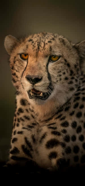 Cheetah iPhone — 华为nova 壁紙