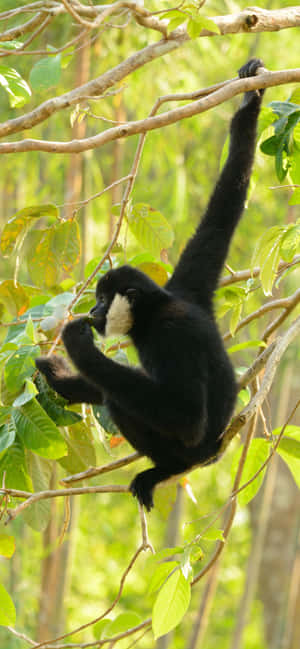 iPhone Xs Max Gibbon 背景