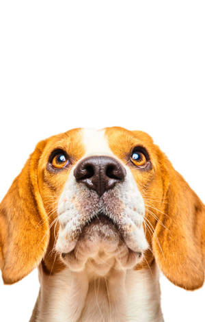 仰望的比格犬頭像 — Redmi Pad 2 9.7 壁紙