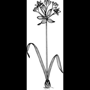 優雅黑色野花素描