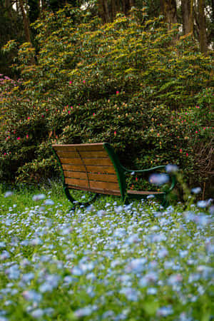 公園長椅藍花手機 — 华为MatePad 11.5 (2026) 壁紙