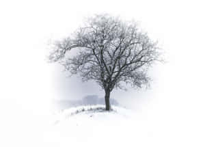 雪景美学图片 — 雪景美學 壁紙