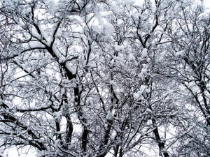 冬日白雪覆蓋的樹木桌布 — 冬季 壁紙