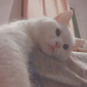 美學貓咪圖片 — 貓 壁紙