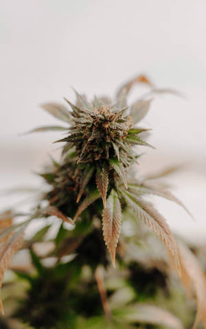 健康的棕色野草花朵桌布 — RedMagic 平板 壁紙