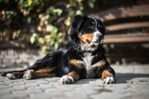 可愛伯恩山犬陽光下 — 可愛的狗 壁紙