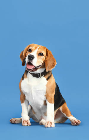 可愛比格犬在淡藍背景前 — Galaxy Tab S9 FE 壁紙