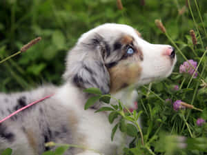 澳洲牧羊犬幼犬圖片 — 可爱的小狗 壁紙