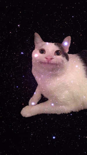 诅咒猫咪图片 — 貓 壁紙