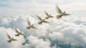 白鴿在雲間翱翔，象徵和平與自由。 — 白色美学 壁紙