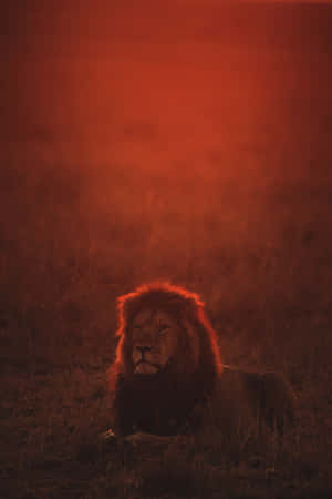 獅子背景 — 獅子 壁紙