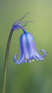 简约线条画的蓝铃野花，柔和绿色色调。 — iPhone 5 壁紙