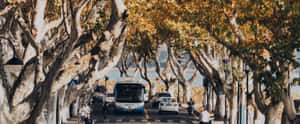 秋天、梧桐、風景、黃金時刻、寧靜、電影感、自然、街道、美景、道路